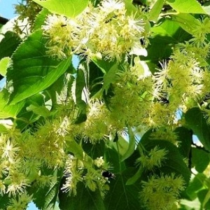 Опилки липовые оптом в Златоусте от завода-производителя Лигнум Ресурс